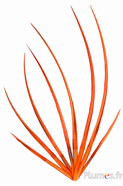 Dindon rachis - 25-35 cm - orange
